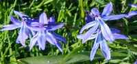 squill
