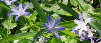 blue stars