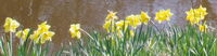 daffs
