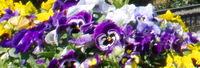 pansies