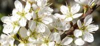 hawthorn