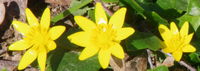 yellow stars